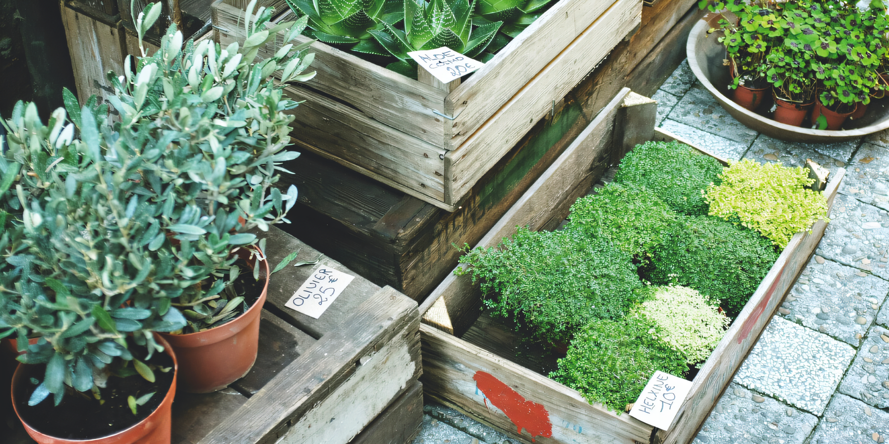 Infuse Life into Your Home with Garden Essentials